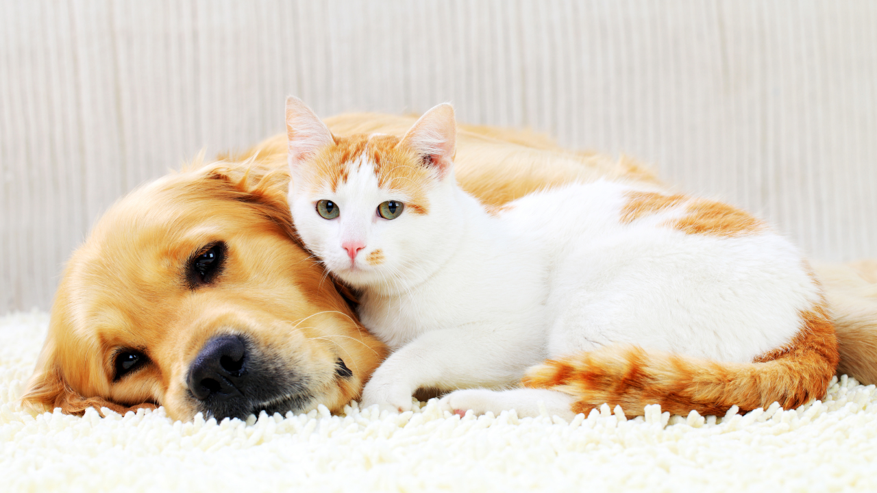 Pet Euthanasia Services: Compassionate End-of-Life Care