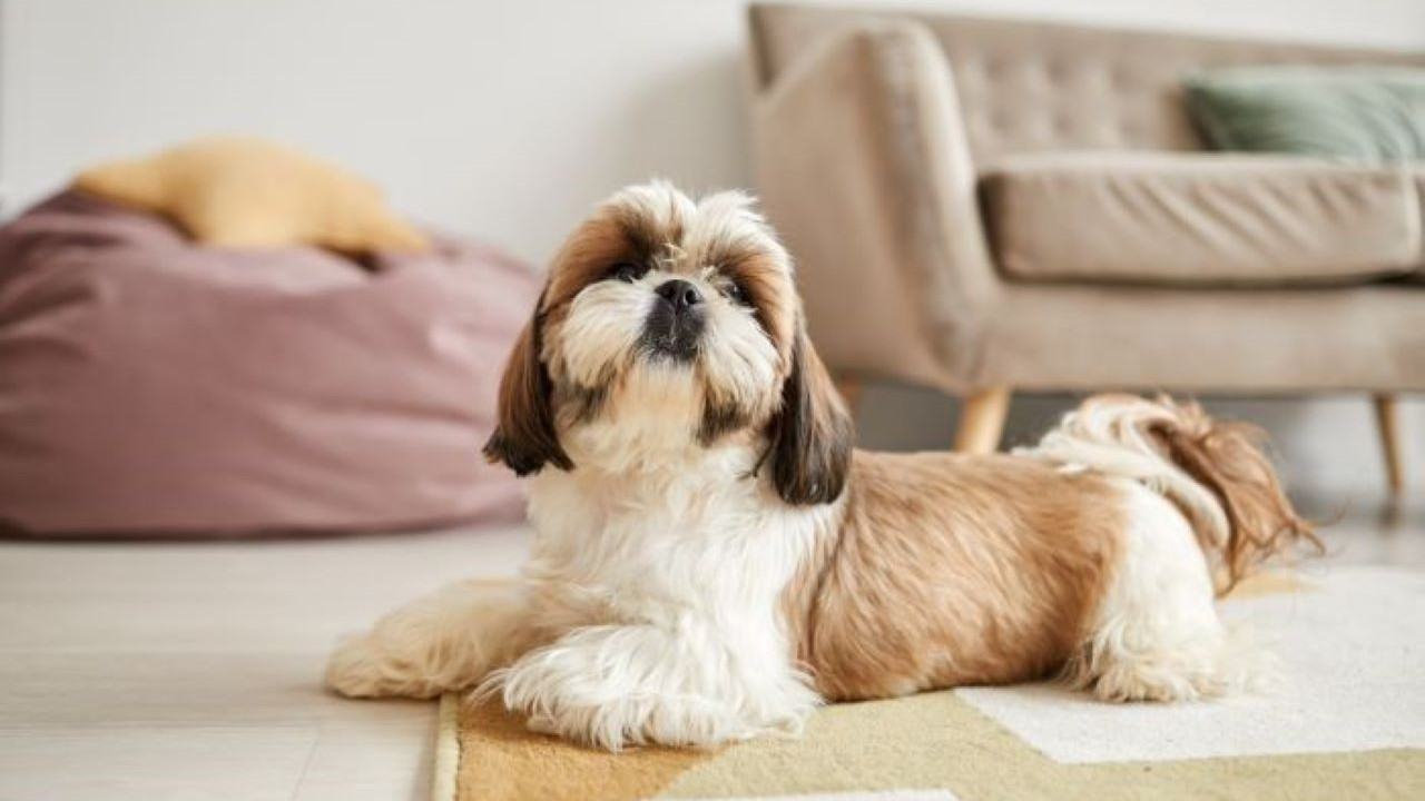 Flea and Tick Prevention: Essential Tips for Your Pet's Health