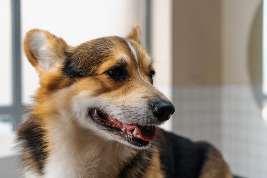 Pet Dental Health Month: Emergency Dental Scenarios and the Importance of Routine Care