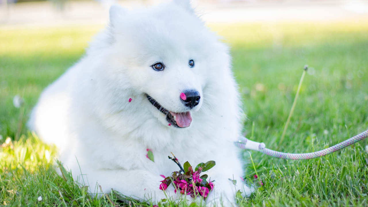 How Pet Owners Can Prevent Summer Emergencies