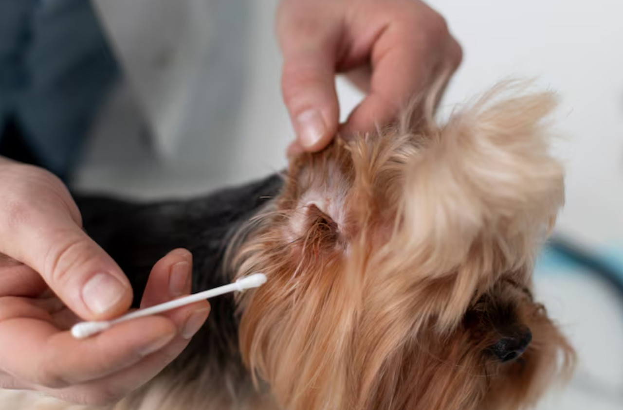 When Pet Ear Infections Need Urgent Care