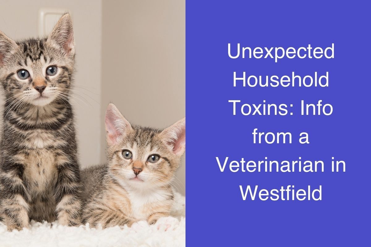 Unexpected Household Toxins: Info from a Veterinarian in Westfield