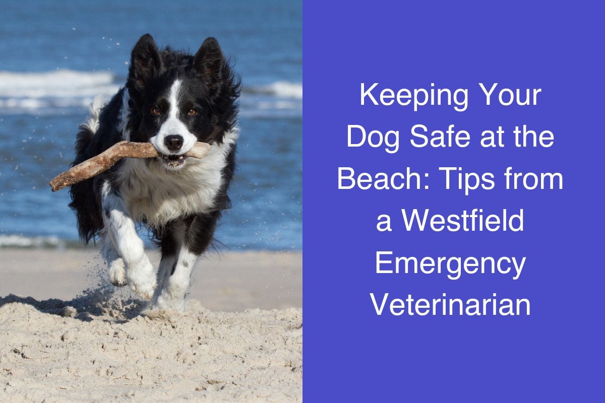 Keeping Your Dog Safe at the Beach: Tips from a Westfield Emergency Veterinarian