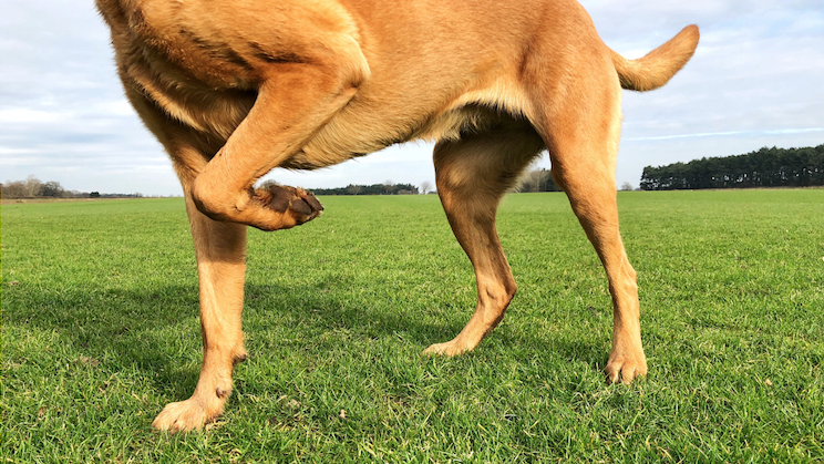 Common Causes of Limping in Dogs
