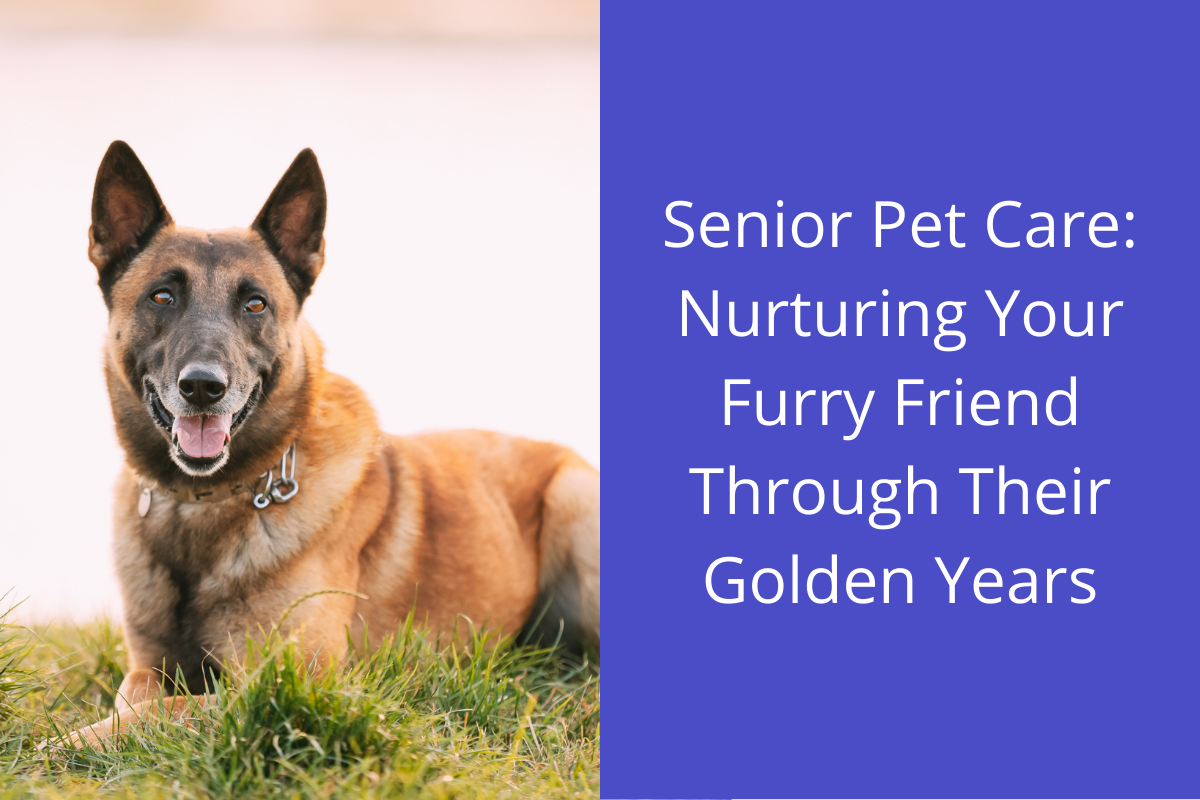 Senior-Pet-Care-Nurturing-Your-Furry-Friend-Through-Their-Golden-Years