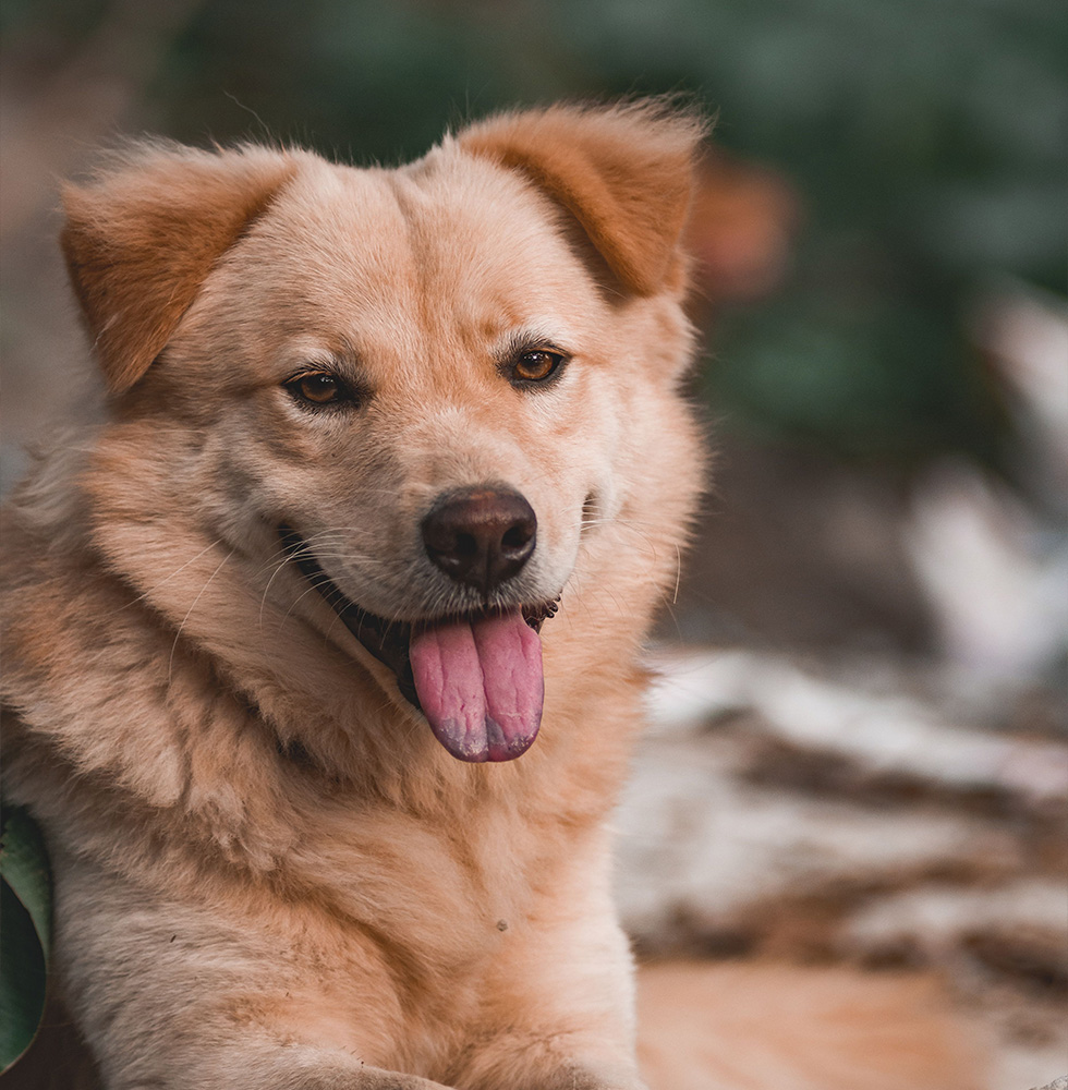 Golden dog with a fluffy coat and tongue out, looking slightly to the side.