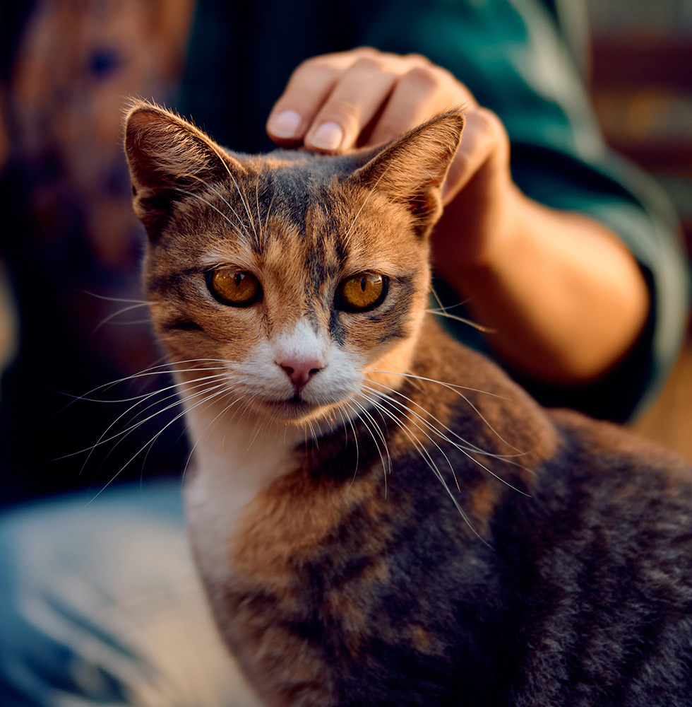 Close-up of a calico cat being petted by a person.