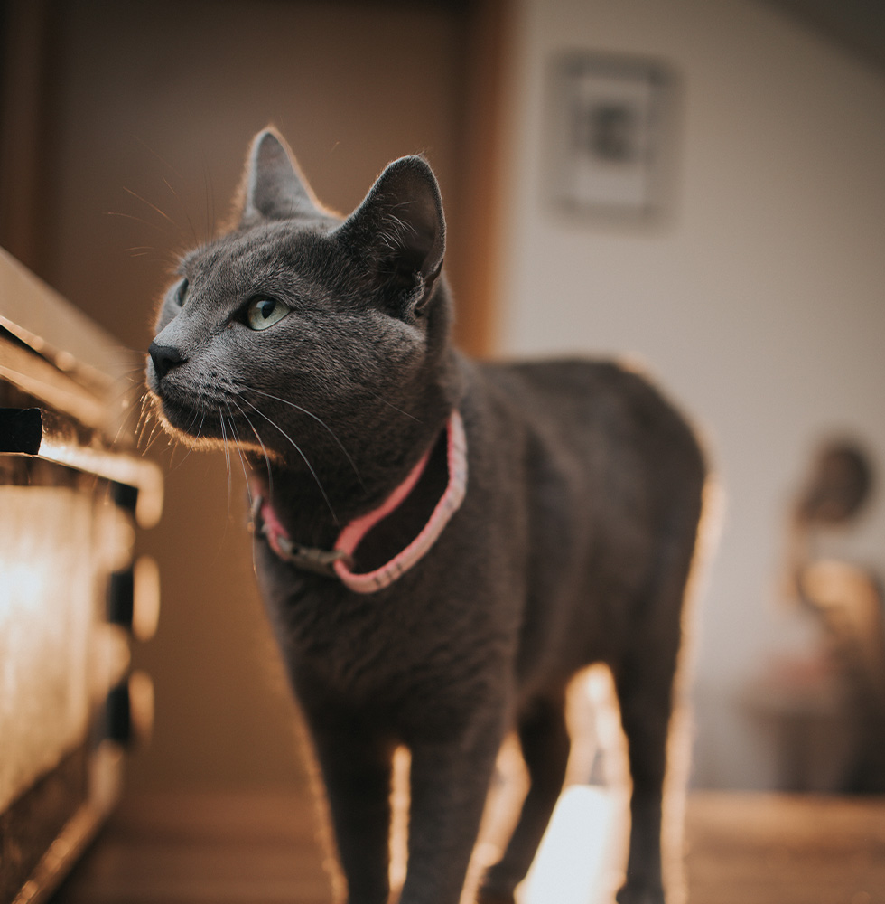 A gray cat with a pink collar exploring indoors in warm lighting.