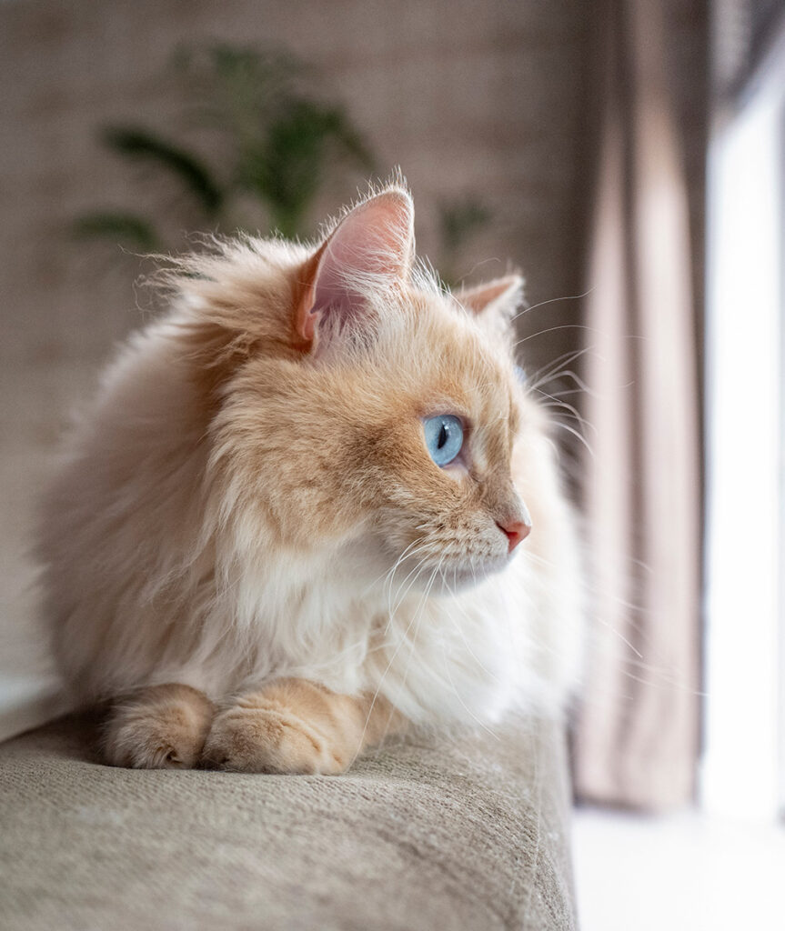 Fluffy cream-colored cat with striking blue eyes lying on a couch.