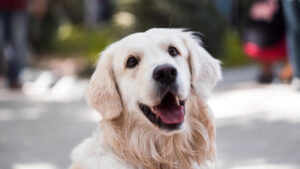 A happy golden retriever with a wide open mouth looking at the camera.