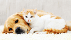 Golden retriever and white-orange cat cuddling together on a rug.