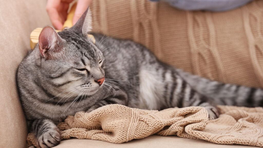 A grey tabby cat relaxes on a beige knit blanket while being petted.