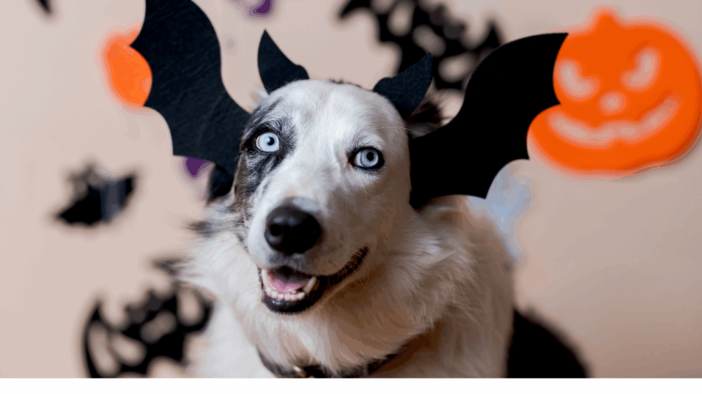 Dog with striking blue eyes wearing bat wings, surrounded by Halloween decorations.