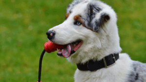 Australian Shepherd dog with a toy in its mouth on a green background.