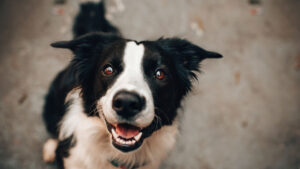Close-up of a black and white Border Collie smiling at the camera.