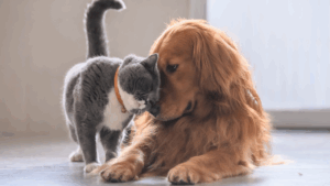 A cat nuzzling a golden retriever's face.