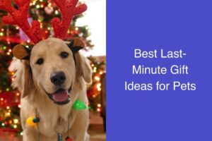 Golden retriever wearing reindeer antlers and a string of lights, with a Christmas tree backdrop.