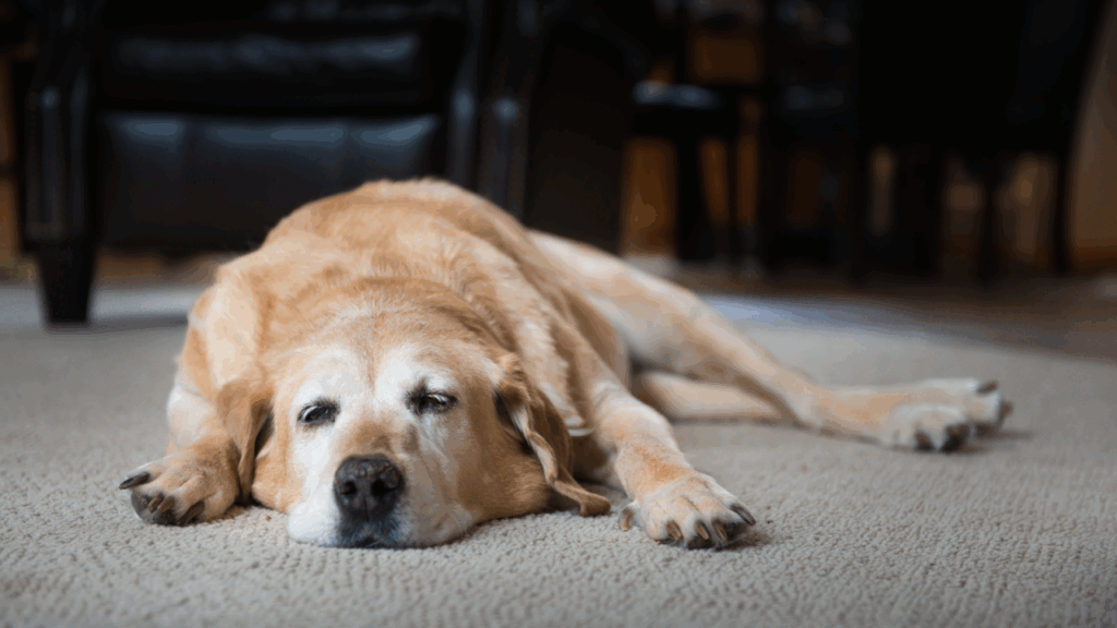 A tired golden retriever laying down on a carpet.