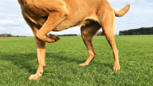 A brown dog scratching its ear while standing in a grassy field.
