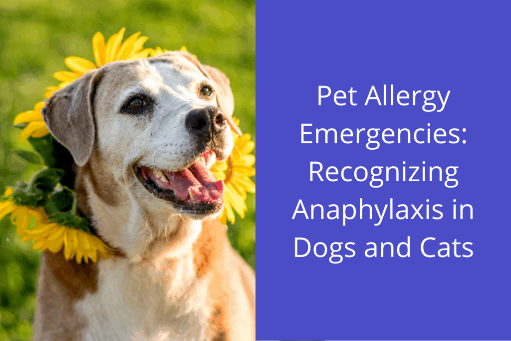 Happy dog with a sunflower around its neck in sunlight.