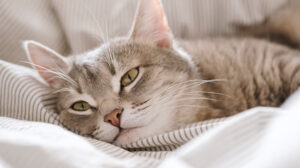 Gray cat resting its head on striped bedding with eyes half-closed.