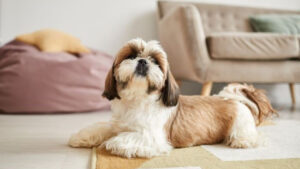 Two Shih Tzu dogs lying on a rug in a cozy room.