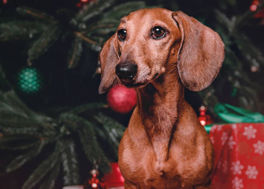 Dachshund in front of a Christmas tree with colorful ornaments.