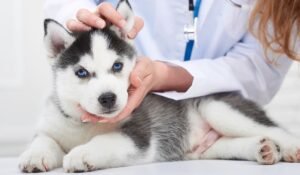 A veterinarian examining a young husky with striking blue eyes.