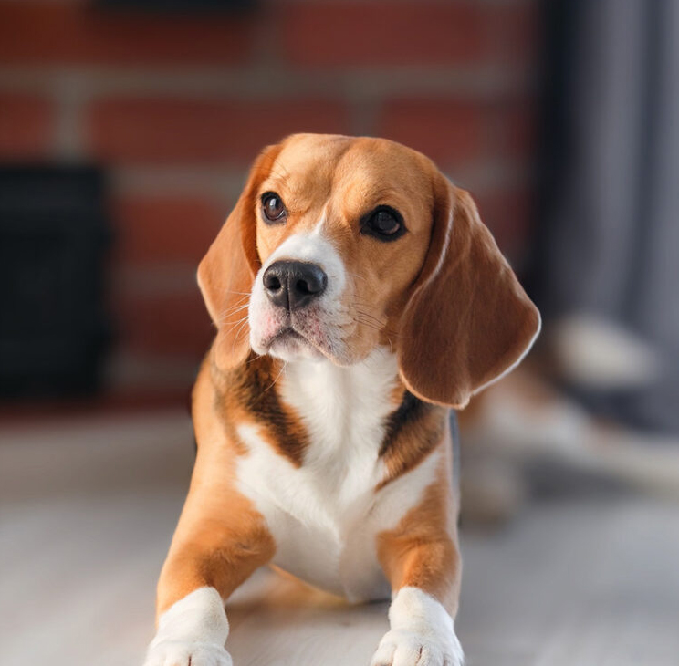 Beagle dog lying down and looking up attentively.