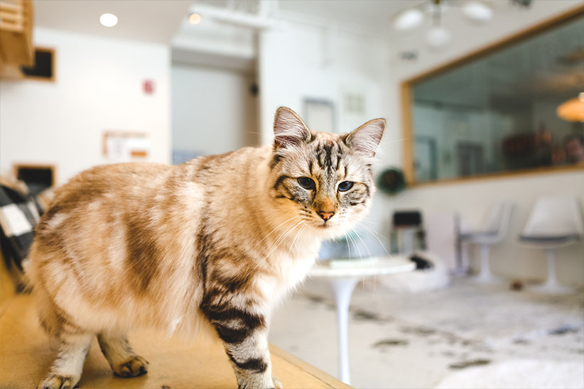 Tabby cat with blue eyes standing on a wooden table in a bright room.