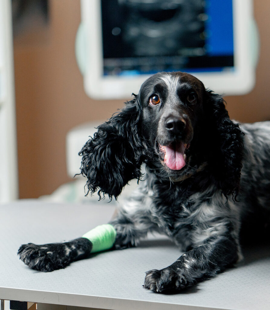 Black and white dog with a bandaged leg sitting on a table, looking at the camera.
