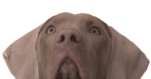 Close-up of a surprised-looking Weimaraner dog with wide eyes.