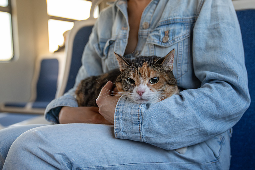 Person in a denim jacket holding a calico cat on a train seat.