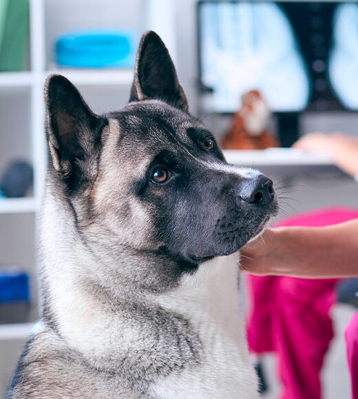 Close-up of a husky mix dog looking alert with a hand on its neck.