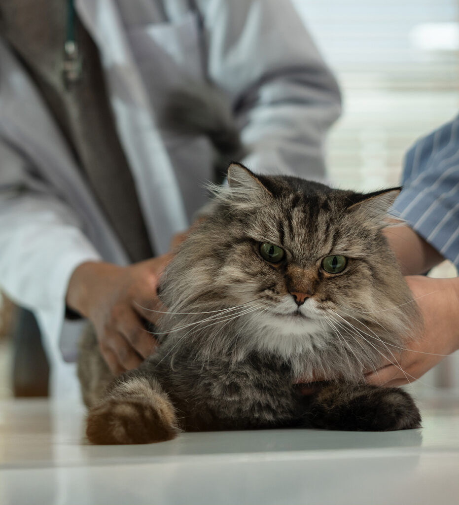 Fluffy cat with striking green eyes being held gently by a veterinarian.