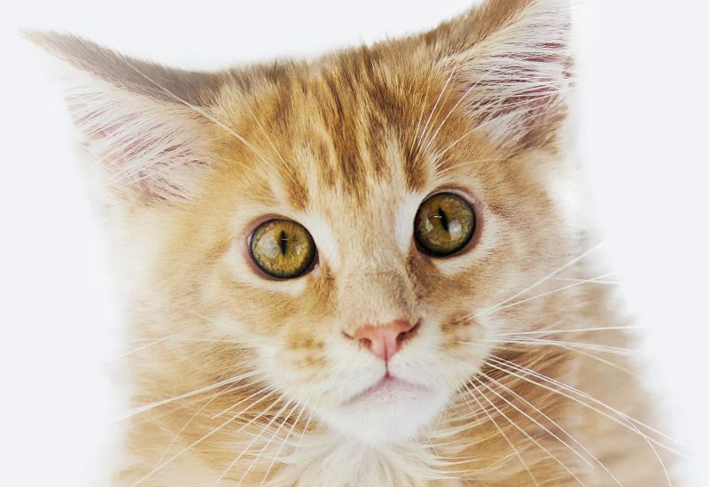 Close-up of an orange tabby cat with large yellow eyes looking at the camera.