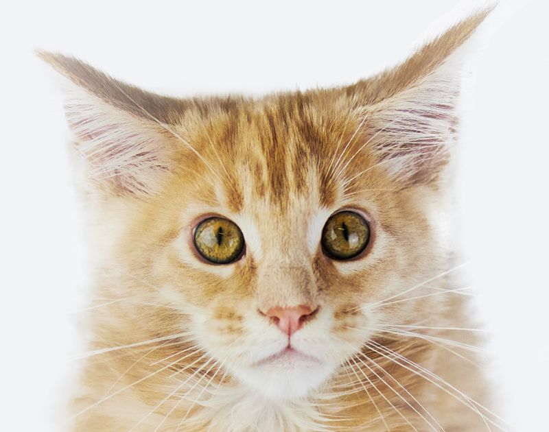 Close-up of an orange tabby kitten with large, expressive eyes.