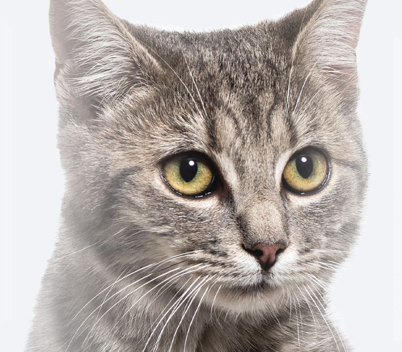 Close-up of a gray tabby cat with striking yellow eyes.