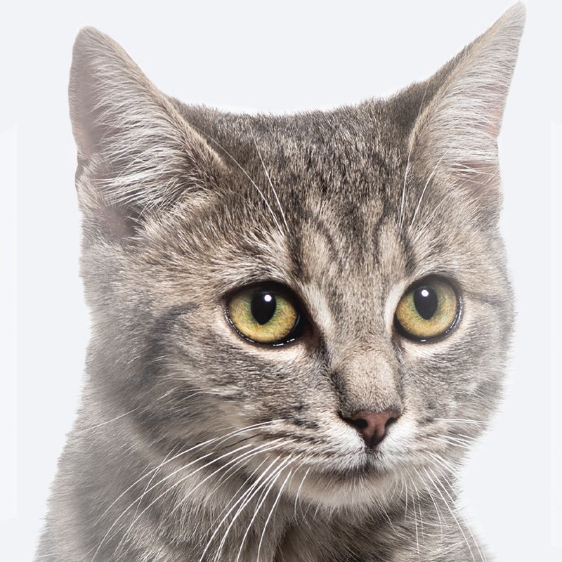 Close-up of a grey tabby cat with striking yellow eyes.