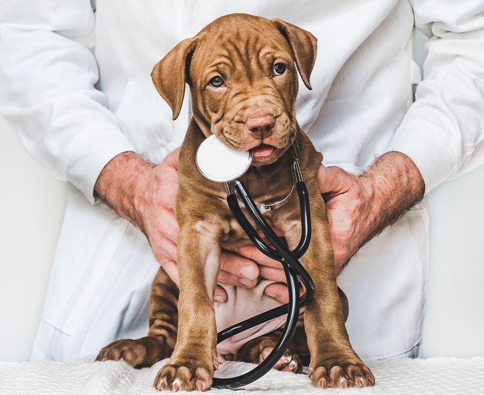 A puppy with a stethoscope being held by a person in a white coat.