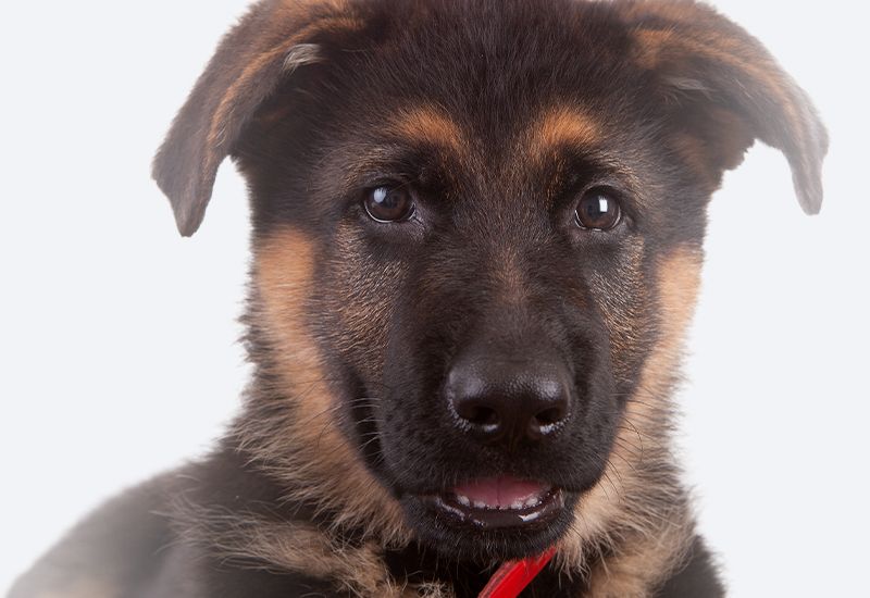Close-up of a young German Shepherd puppy looking at the camera.