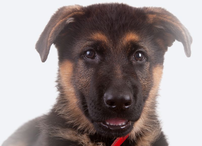Close-up of a young German Shepherd puppy looking directly at the camera.