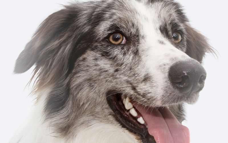 Close-up of a smiling, mottled white and gray dog with warm, amber eyes.