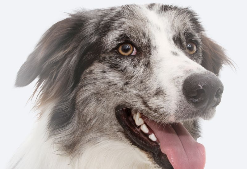 Close-up of a smiling Australian Shepherd with mottled gray and white fur.