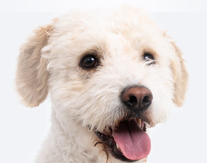 Close-up of a happy, fluffy white dog with an open mouth.