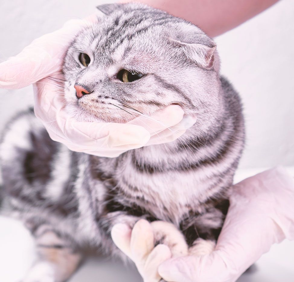 Hands in gloves holding a displeased grey tabby cat's face gently.