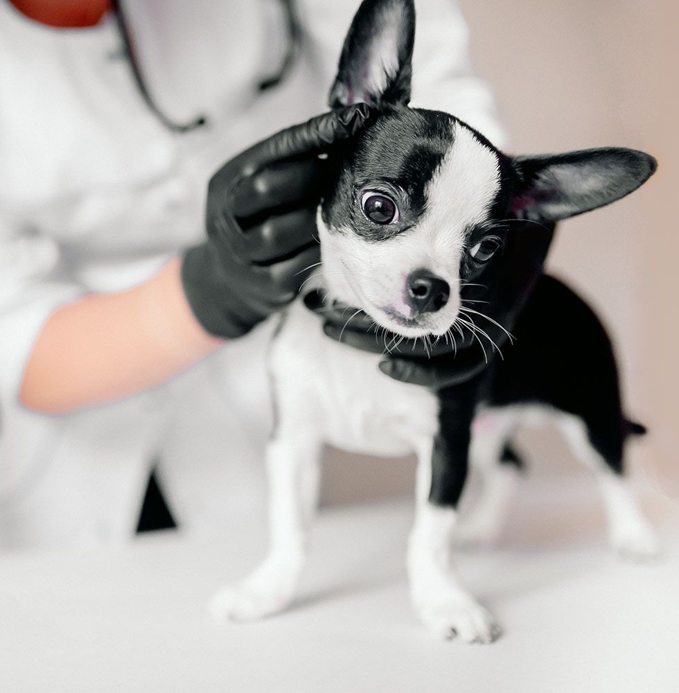 Veterinarian examining a small black and white dog.