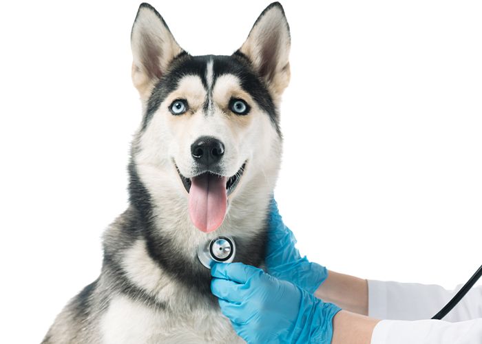 Veterinarian examining a husky dog with a stethoscope.
