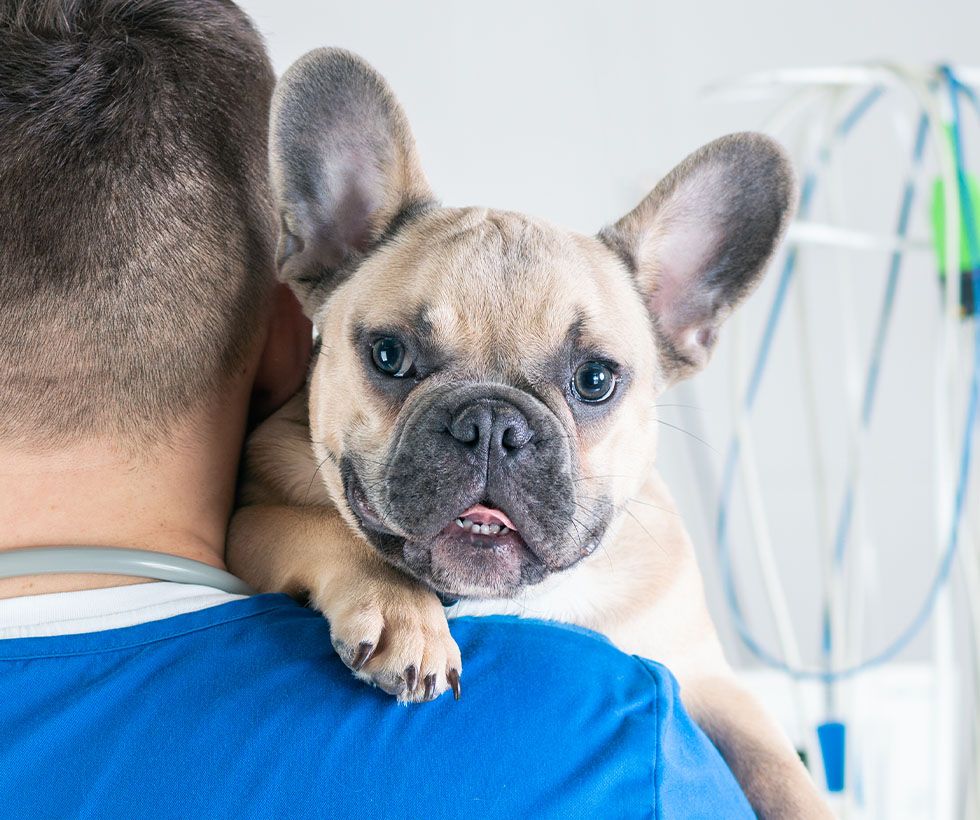 A French Bulldog being held and cuddled by a person.