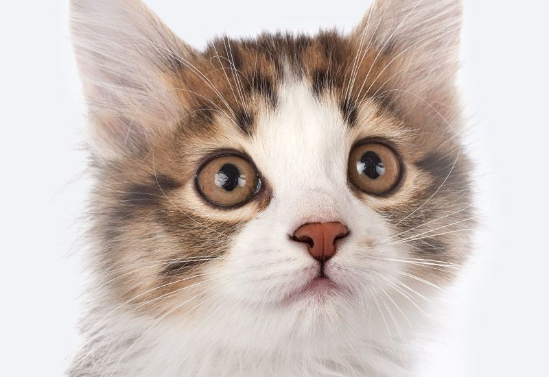 Close-up of a fluffy calico kitten with large, expressive eyes.